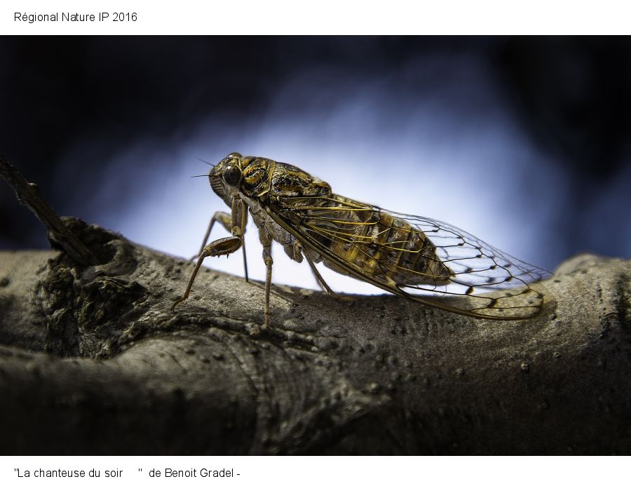 La chanteuse du soir de Benoît Gradel (Objectif Photo St Maurice l'Exil)